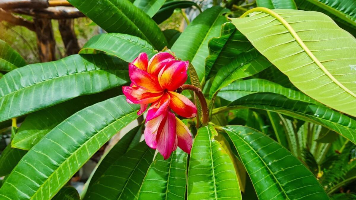 Onyx-- A Gem At Dee'S Pearl Villa Carriacou Exterior foto